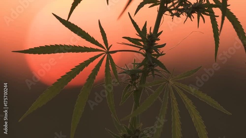 Close-up shot of marijuana at the sunset background.