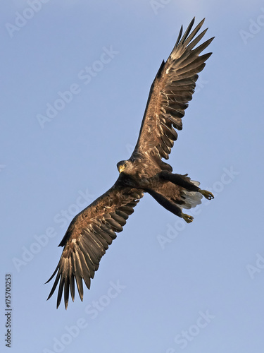 White-tailed eagle  Haliaeetus albicilla 