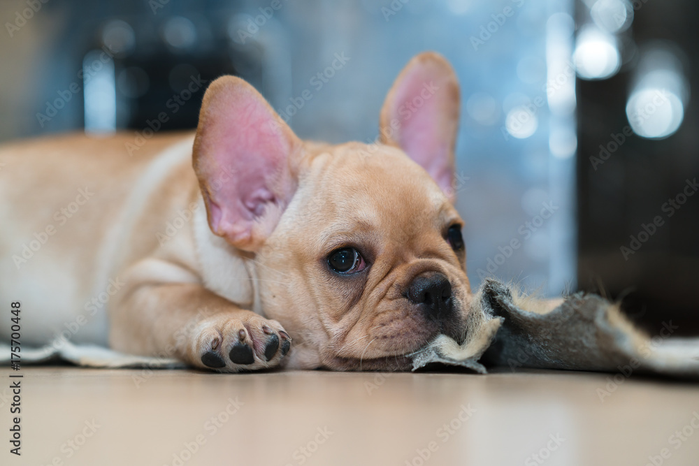 French Bulldog Puppy French Bulldog Puppy