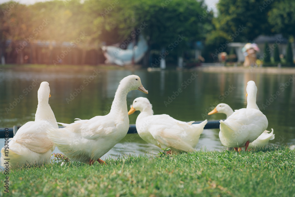 Obraz premium Ducks on green grass at park.