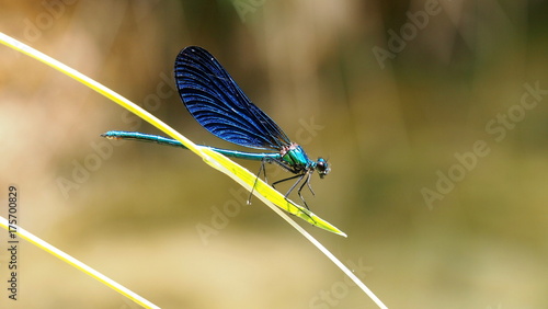 Dragonfly resting. photo