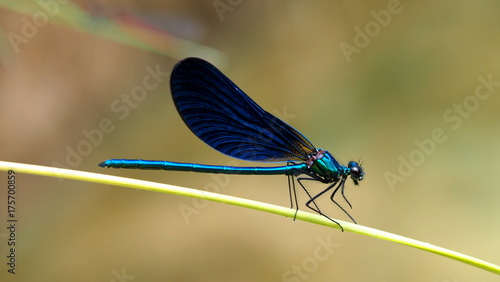 Dragonfly © Africa