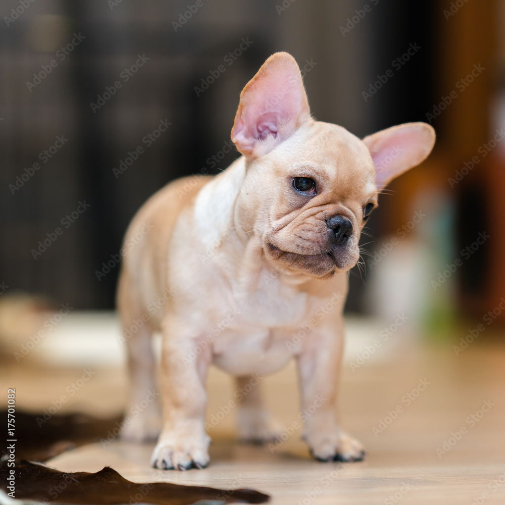 French Bulldog Puppy French Bulldog Puppy