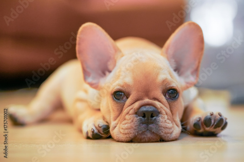 Fotografia French Bulldog Puppy