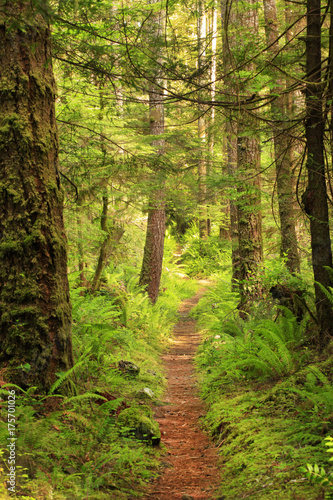 a picture of an Pacific Northwest forest trail