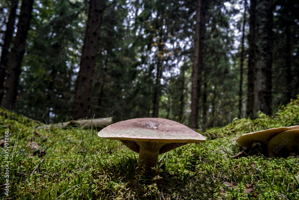 Fototapeta premium Mushroom in the fall forest