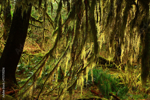 a picture of an Pacific Northwest rainforest