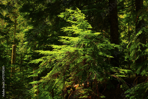 a picture of an Pacific Northwest forest with a young Douglas fir tree