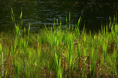 a picture of an Pacific Northwest fresh water pond and grasses