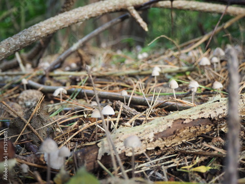 Kleine weiße Pilze auf dem Waldboden