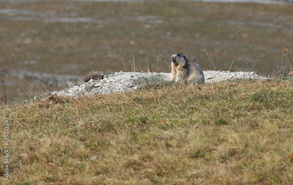 Fototapeta premium marmotte devant son terrier