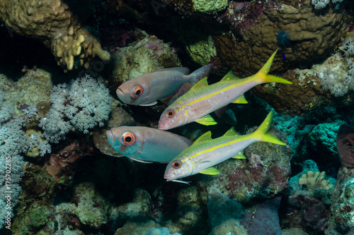 Gruppe von Meerbarben und Großaugenbarsche am Korallenriff © kaschibo