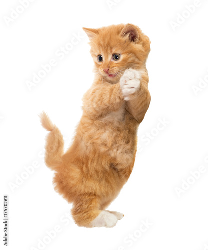 Funny, rufous kitten standing on hind legs. Isolated © yevgeniy11