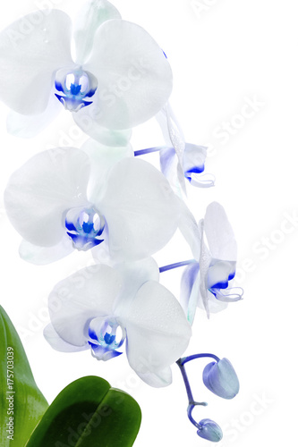 Fototapeta Naklejka Na Ścianę i Meble -  orchidée bleue sur fond blanc