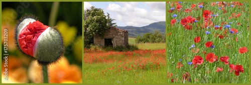 triptyque sur le thème des coquelicots et bleuets et leurs symboles photo