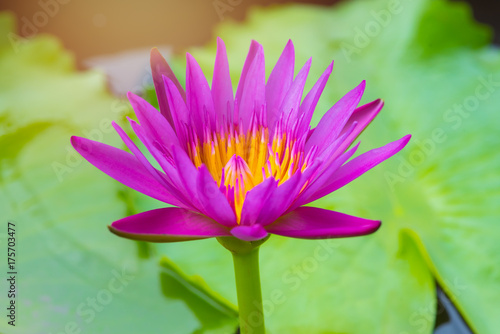 Beautiful Pink Lotus  Pink Water Lily in a Pond.