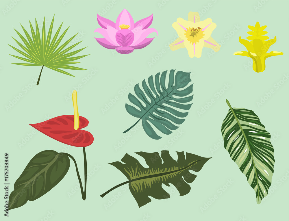 Fototapeta premium Tropical leaves summer green exotic jungle palm leaf nature plant botanical hawaii flora vector illustration.