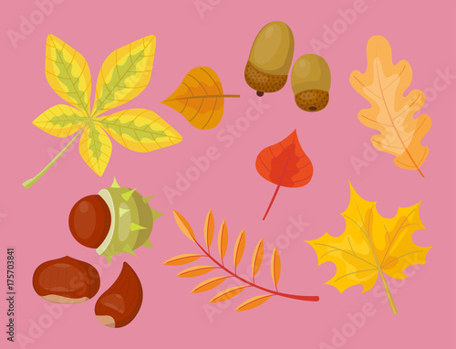 Autumn yellow maple leaf season nature color plant foliage bright decoration design natural colorful flat vector illustration.