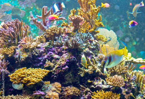 Fototapeta Naklejka Na Ścianę i Meble -  spiny coral with fishes