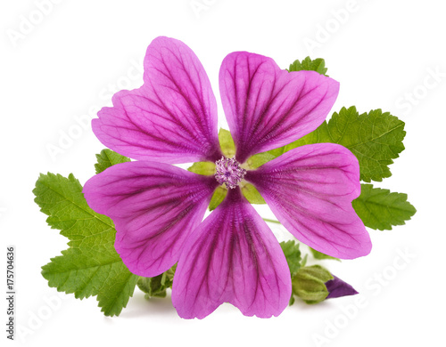 Foto Mallow plant with flower