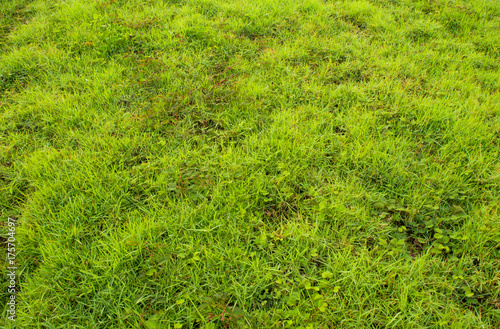 Green texture of weed and grass as freshness green background