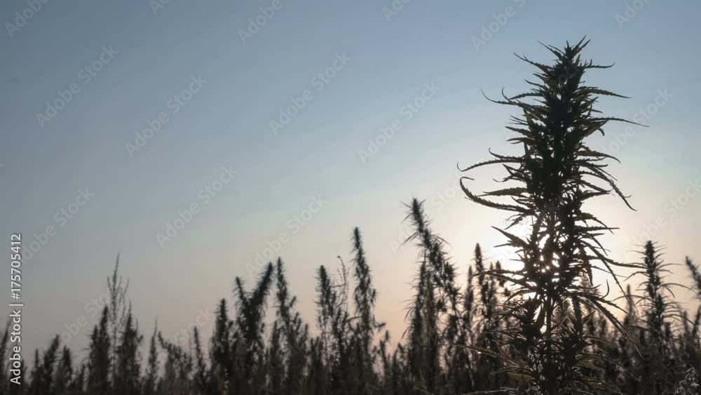 Wide shot of marijuana field in the amazing sunset background. Wide shot of marijuana field in the amazing sunset background.