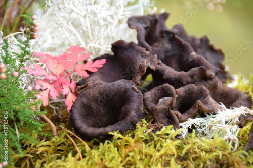 Craterellus cornucopioides - black mushrooms eatable