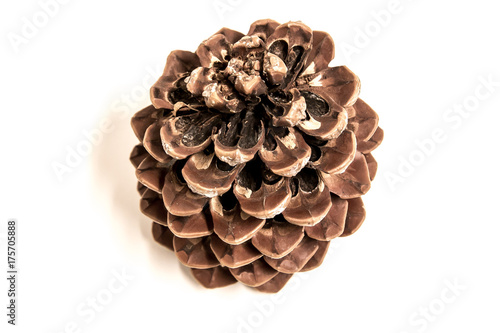 Pine Cone isolated