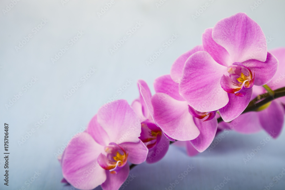 Orchid (Phalaenopsis) on a blue wooden table Orchid (Phalaenopsis) on a blue wooden table