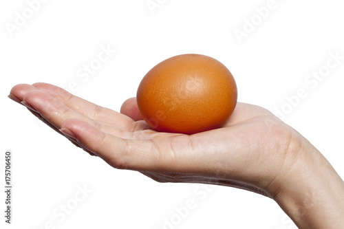 egg isolated over white