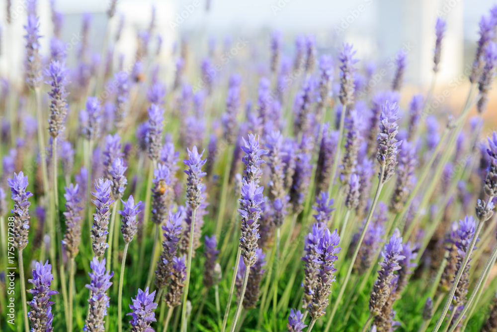 Obraz premium Many ripe blue lavender flowers