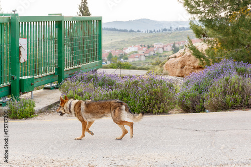 Big wolfdog going to gate © Vladimir Liverts