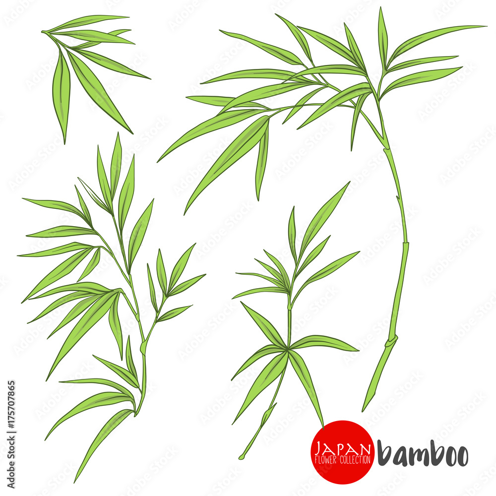 Fototapeta premium bamboo branch. Stock vector illustration botanic flowers.