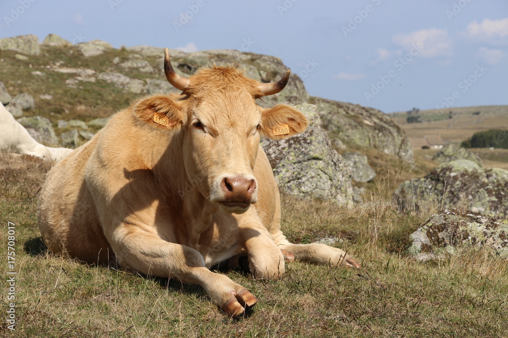 vache aubrac