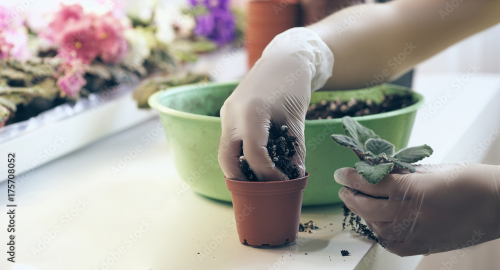 Transplant flowers in pots. Florist transplant small violets. Growing violet- how to grow violet. Transplant flowers in pots. Florist transplant small violets. Growing violet- how to grow violet.