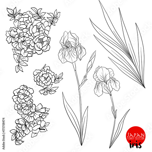 Iris and wild rose flowers. Stock line vector illustration botan