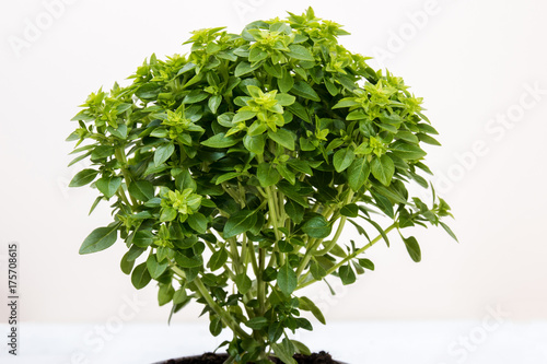 Obraz na płótnie Ocimum minimum plant