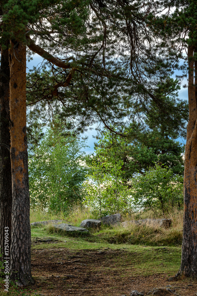 The path in the coniferous forest The path in the coniferous forest