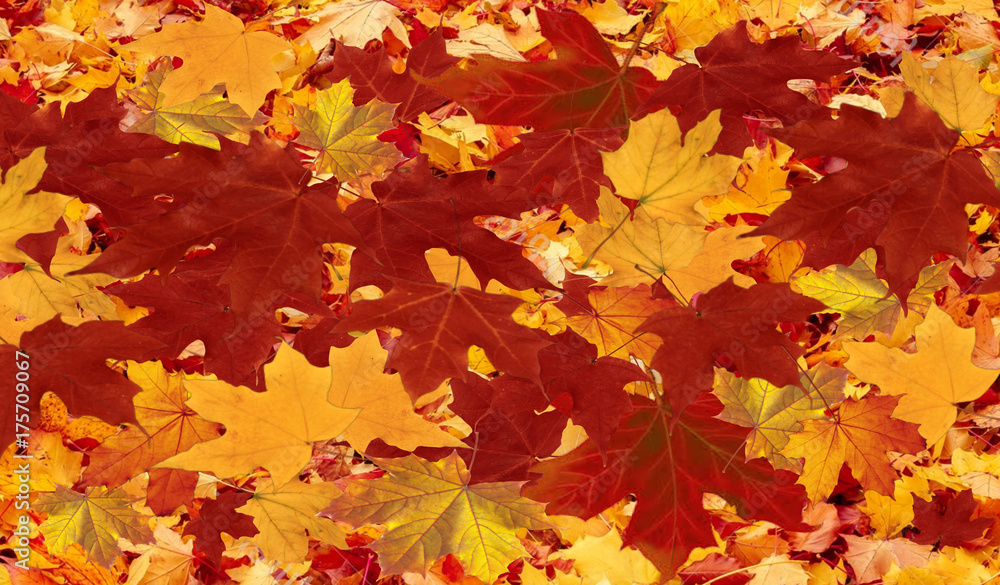 Colorful autumn leaves and foliage Colorful autumn leaves and foliage