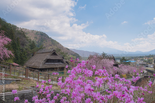  The ancient village named SAIKO Iyashi no sato NENBA is a tourist attraction where tourists like to visit when traveling around kawaguchigo lake and mountain Fuji. Saiko Iyashi no Sato in Japan.