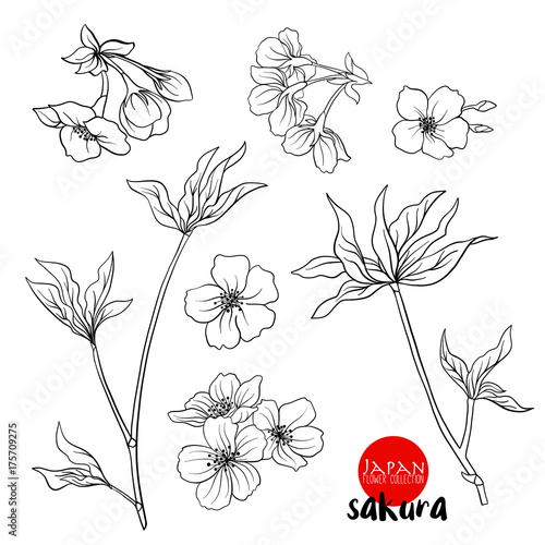 Branch of cherry blossoms, japanese cherry. Stock line vector il
