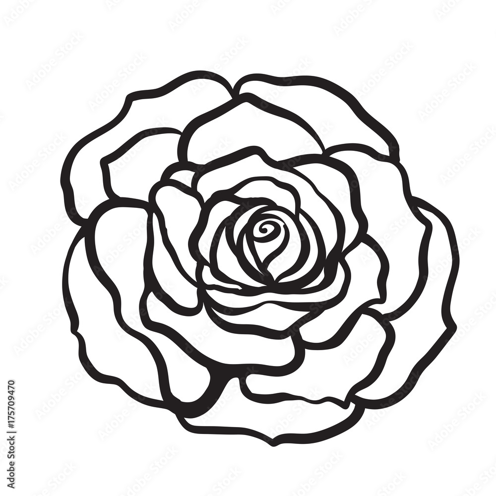 Rose flower isolated outline hand drawn. Stock line vector illus Rose flower isolated outline hand drawn. Stock line vector illus