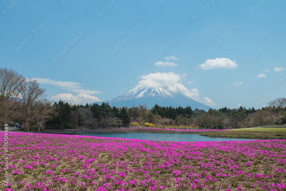 Hokkaido, The beautiful pink Shiba Sakura on April 29 2017 at Hokkaido, Japan Hokkaido, The beautiful pink Shiba Sakura on April 29 2017 at Hokkaido, Japan