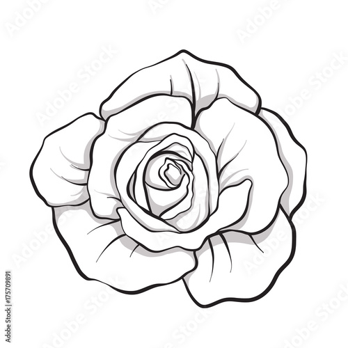 Rose flower isolated outline hand drawn. Stock line vector illus