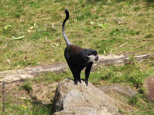 L'Hoest's monkey (Cercopithecus lhoesti)
