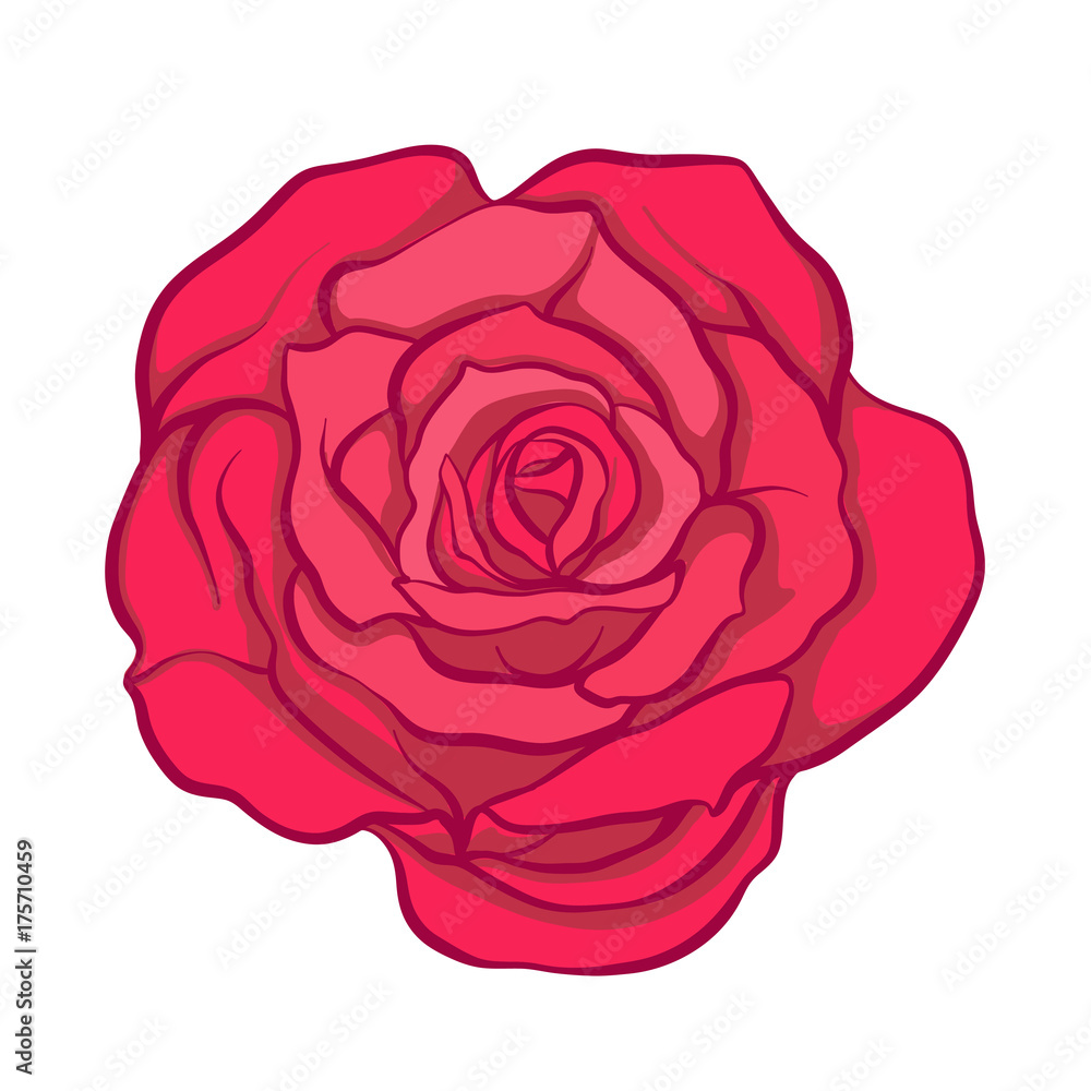 Red rose flower isolated hand drawn. Stock line vector illustrat Red rose flower isolated hand drawn. Stock line vector illustrat