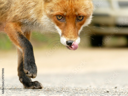Rabid fox lurking in urban environment