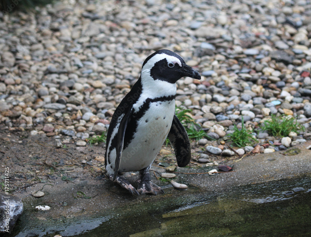 Obraz premium humboldt penguin