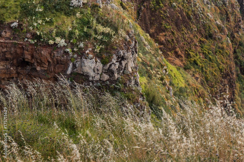 Coastal mountain vegetation Coastal mountain vegetation