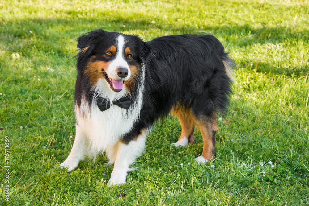 Australian shepherd dog with a bow tie